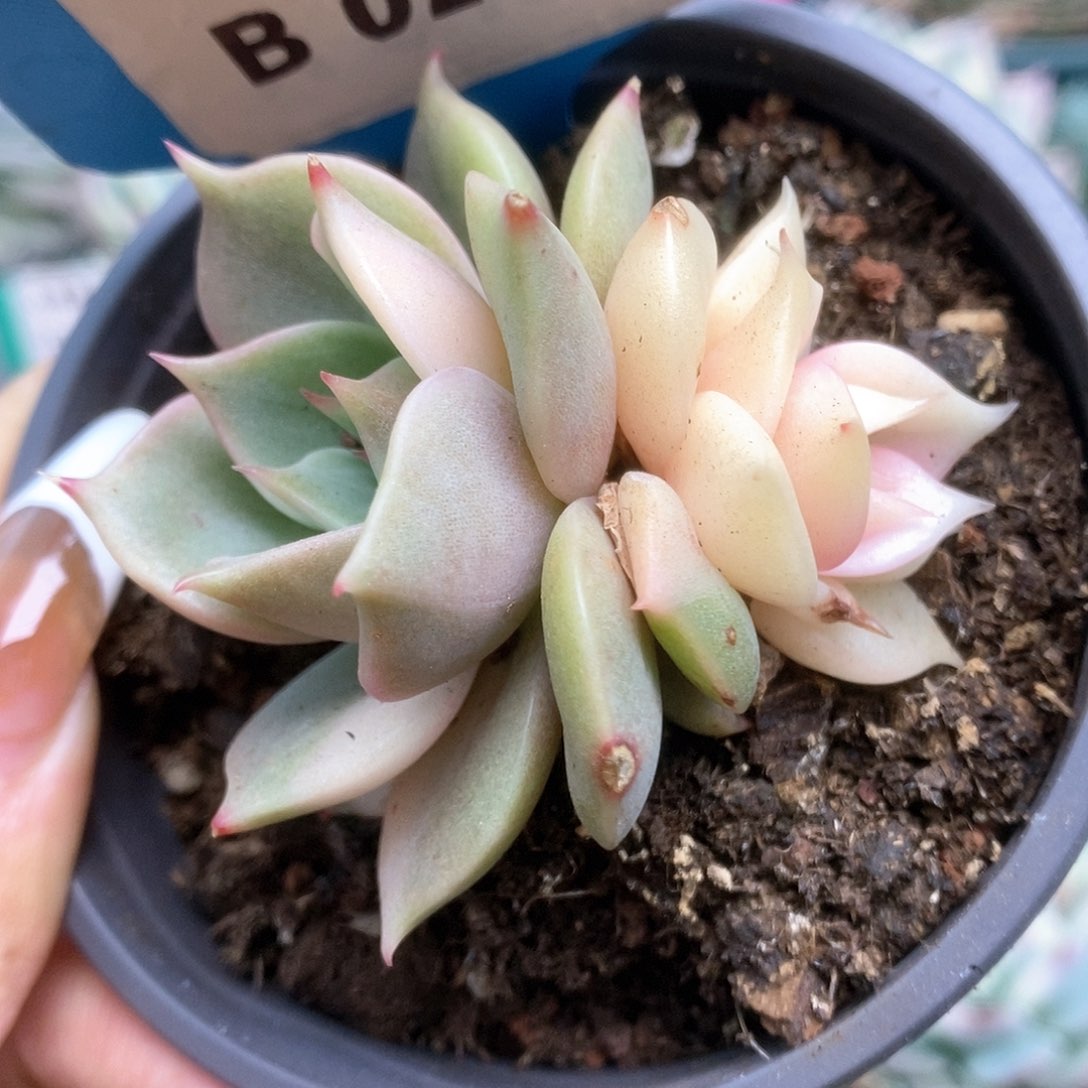 276贝加尔湖锦锦锦锦锦