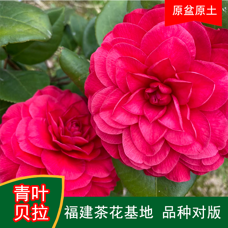 青叶贝拉茶花盆栽树苗带花苞耐寒四季常青冬季开花基地直销包邮