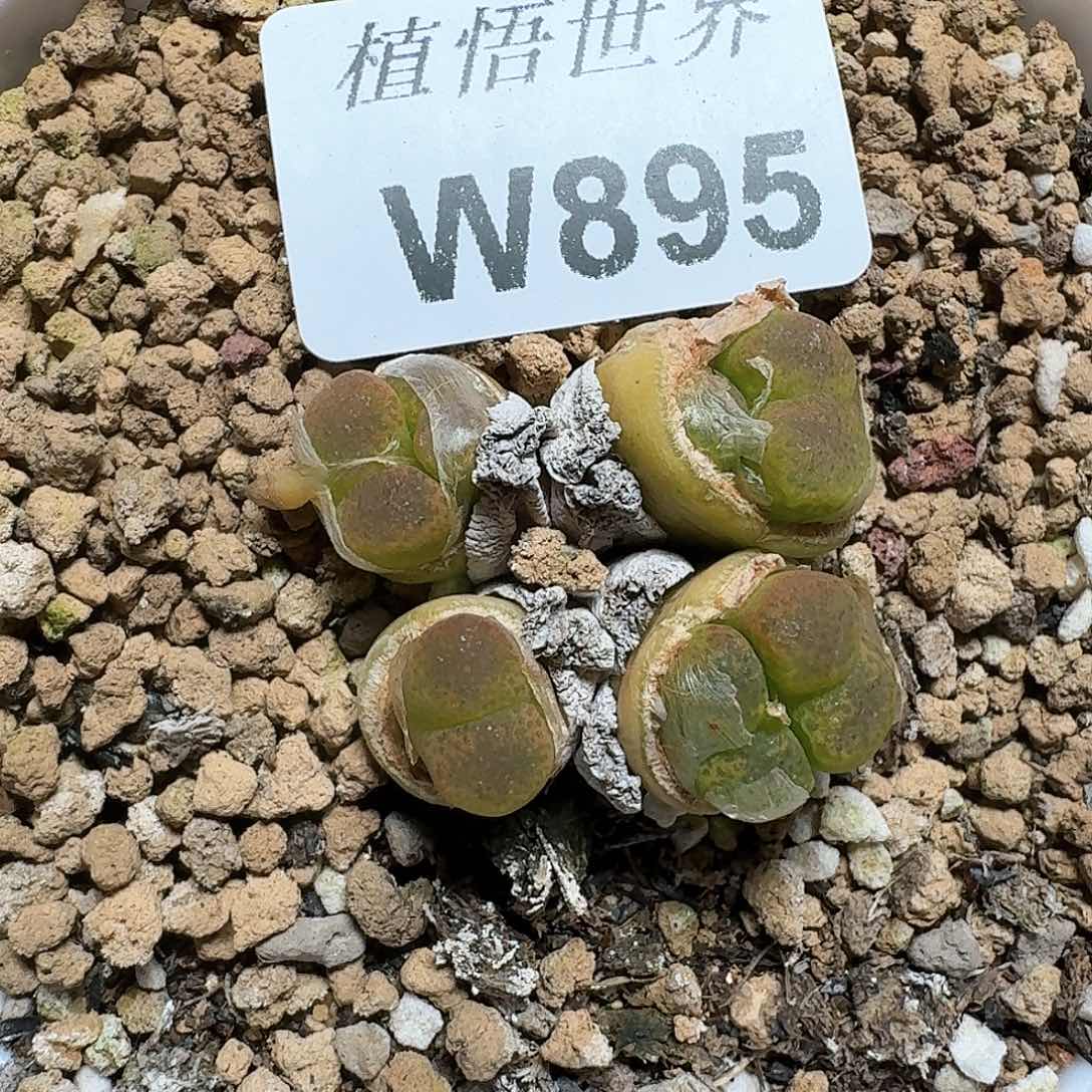 895盒多肉植物哇f f