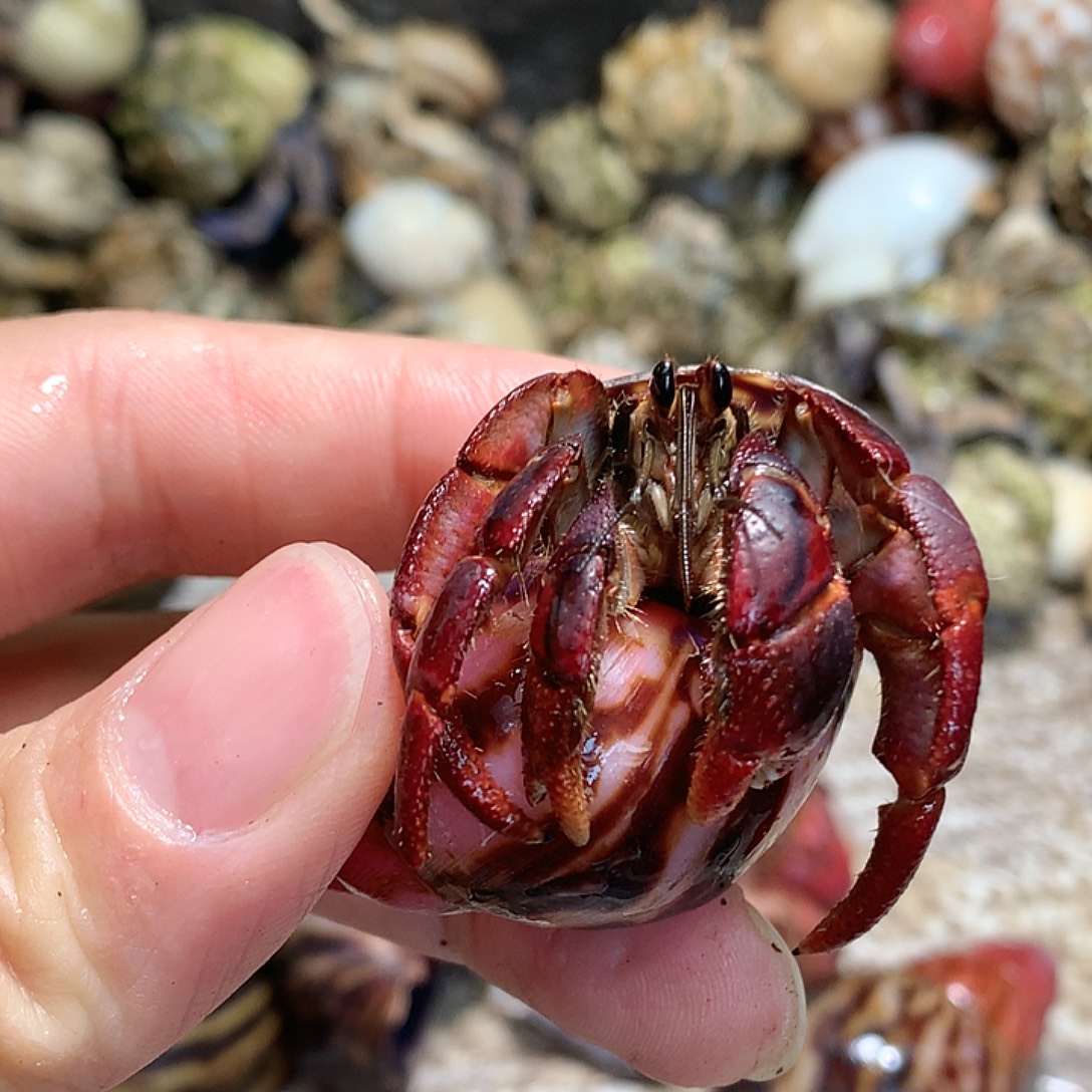 2.0口径奔跑的寄居蟹23号