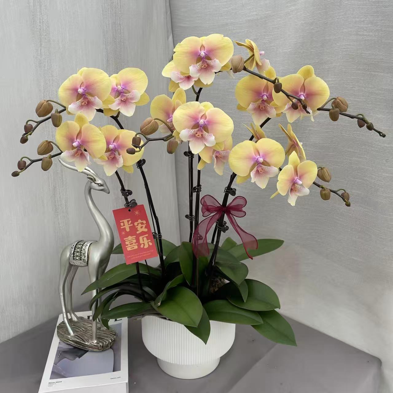 《黄桃508》精品蝴蝶兰 高级稀有天然 浅黄色系 蜡质花 室内花卉