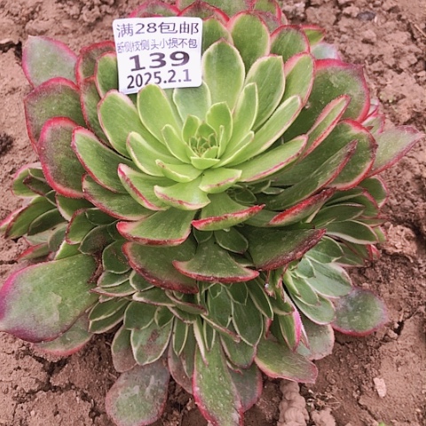 2.1-139粉花妖多肉植物