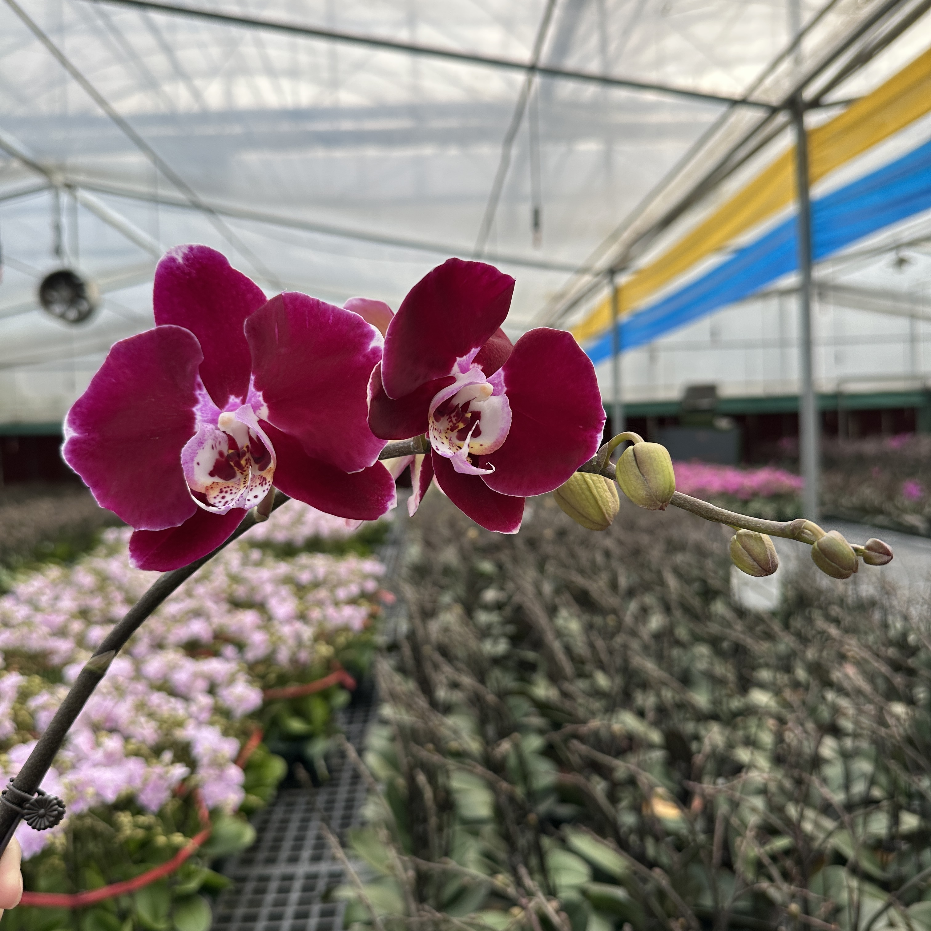 【幻影】蝴蝶兰带花苞组盆有档次好养室内前台【澧兰汀专属】