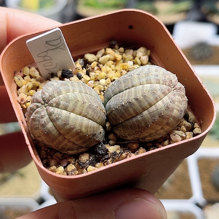 双头自根欧版布纹球