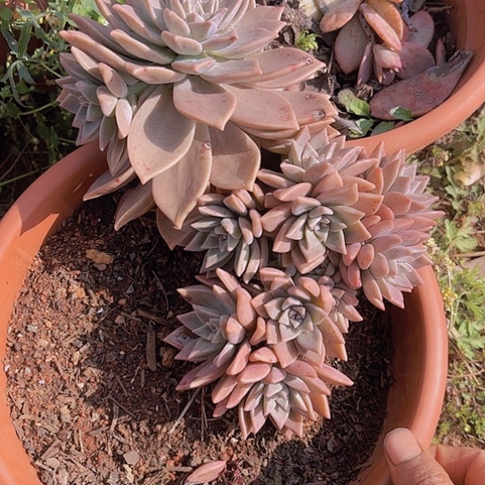 多肉植物。。。。。。。。。。。血色浪漫