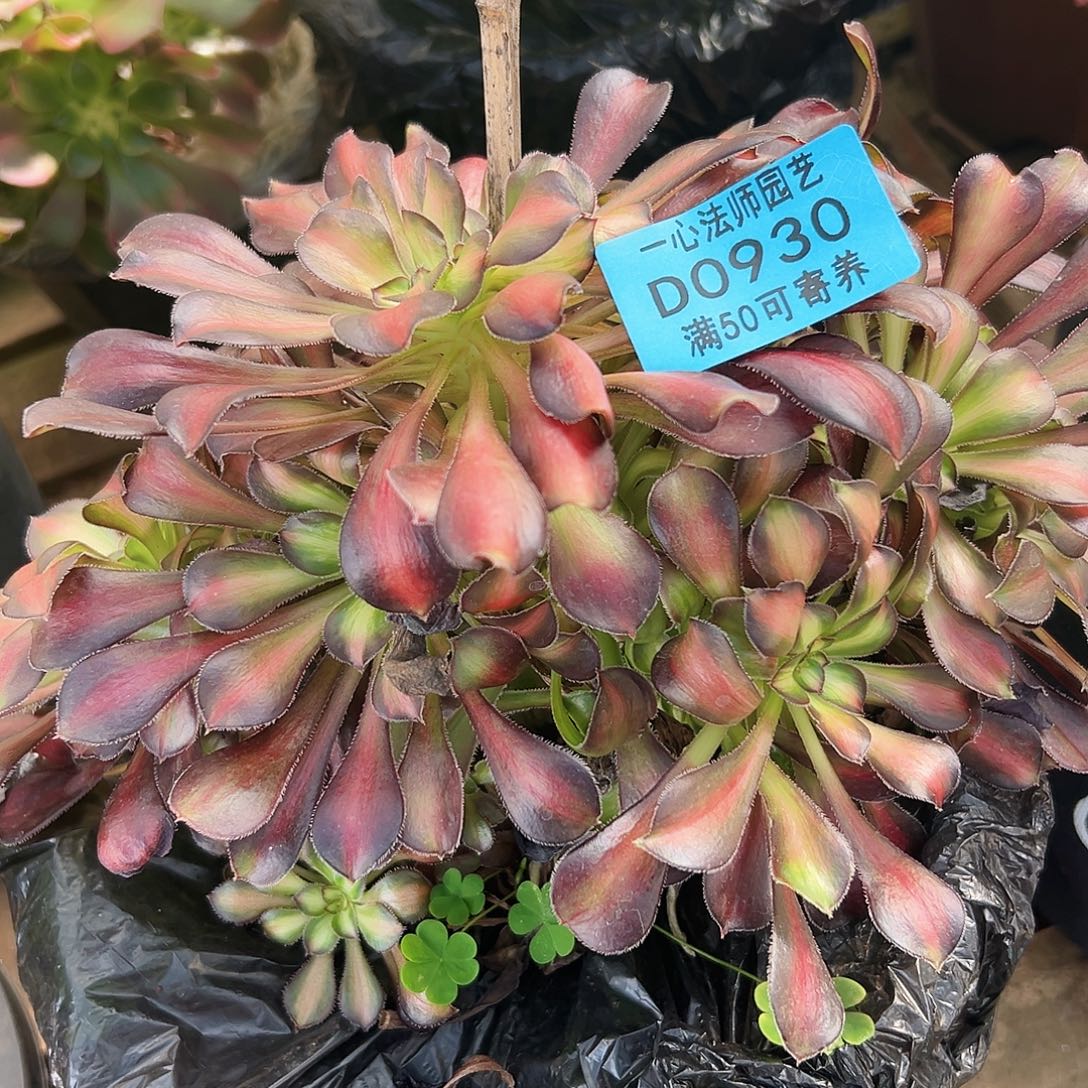 多肉植物多肉植物930