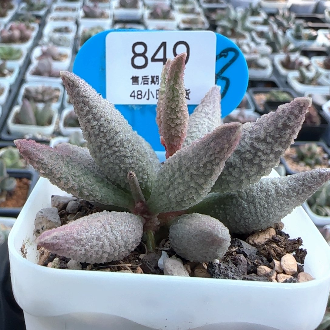 安***甜冰粉。      849。     