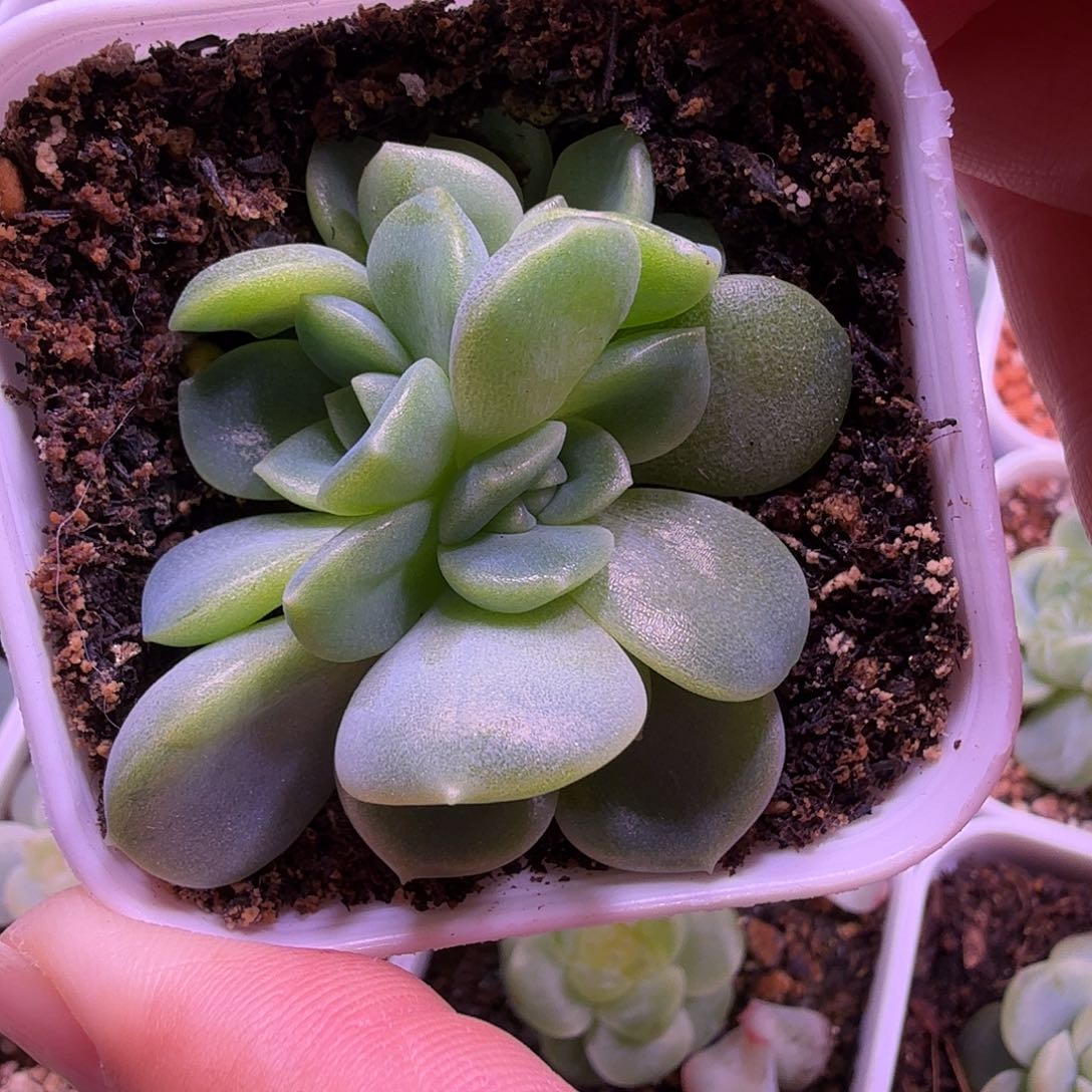 C33奶油财富一物一拍