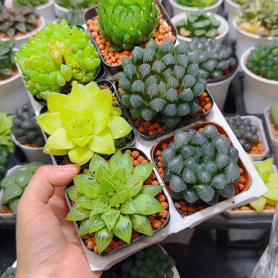 玉露六件套多肉，原盆