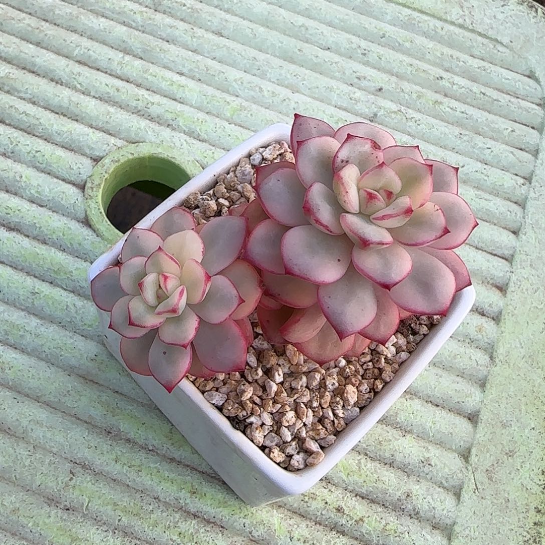 探戈锦不带盆土发货