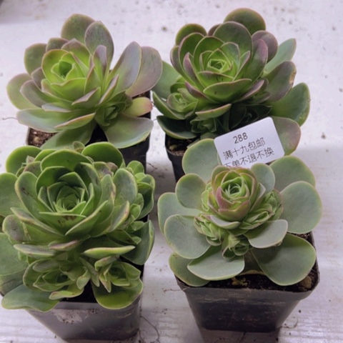 288 山地玫瑰基地福利