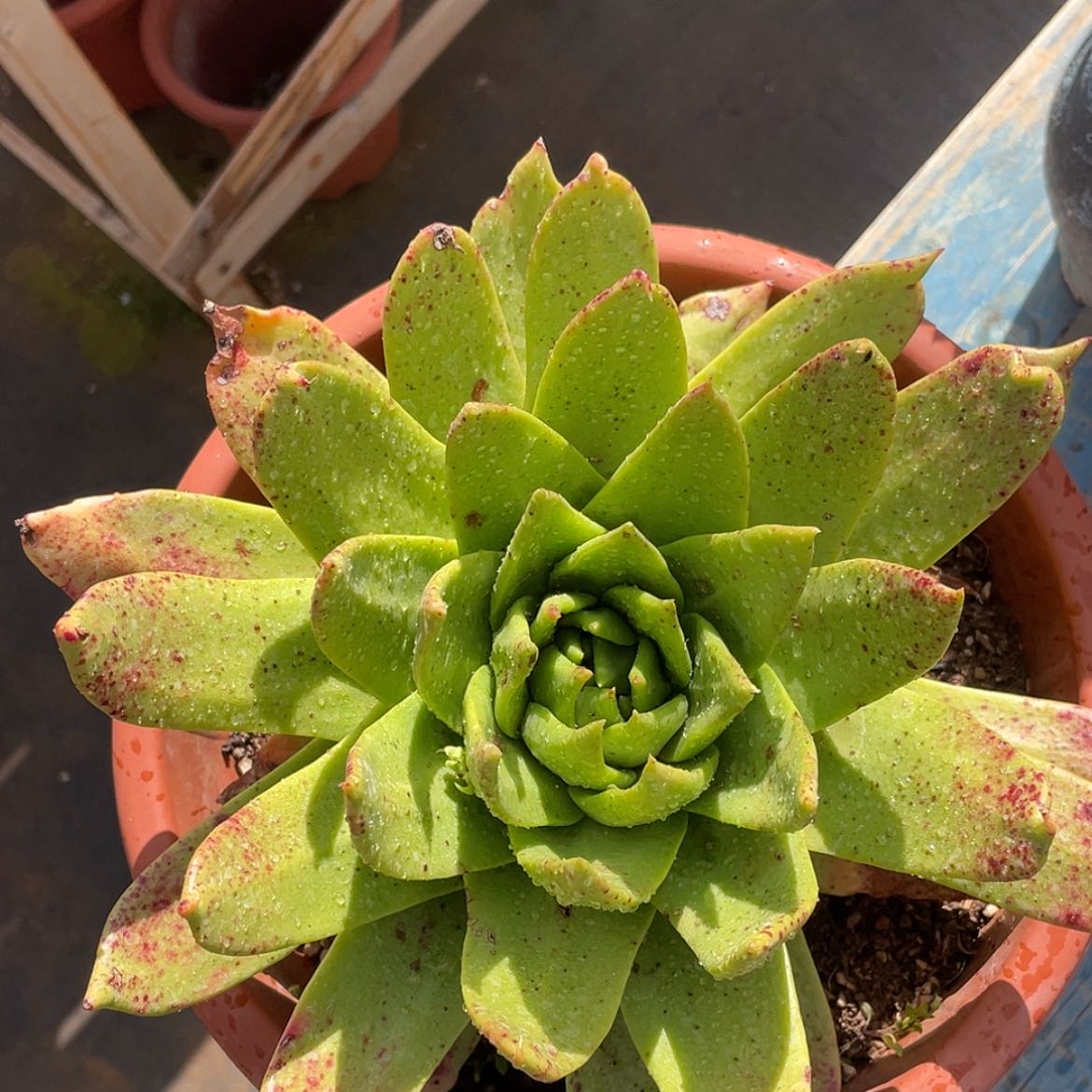 【闪购商品】坎代杂交