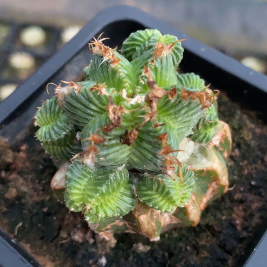 用***9无花朵六棱花笼 群体