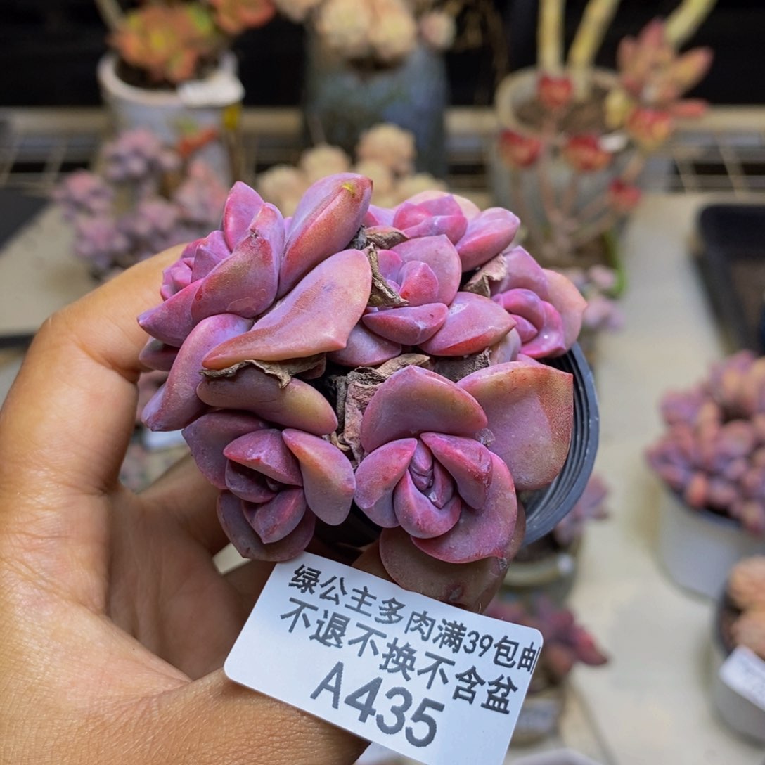 435彩虹糖多肉5c m