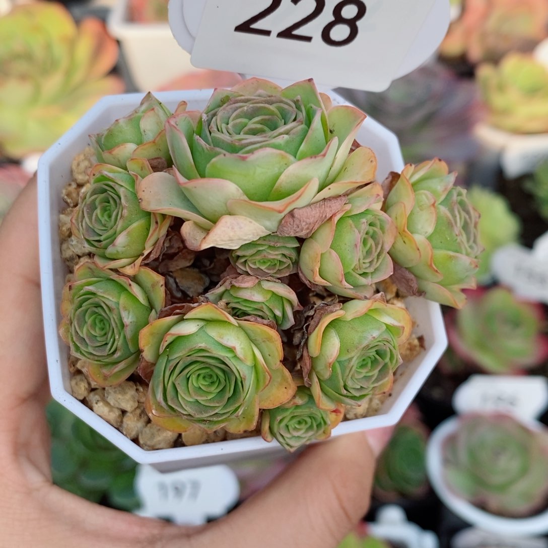 228戈梅拉群。