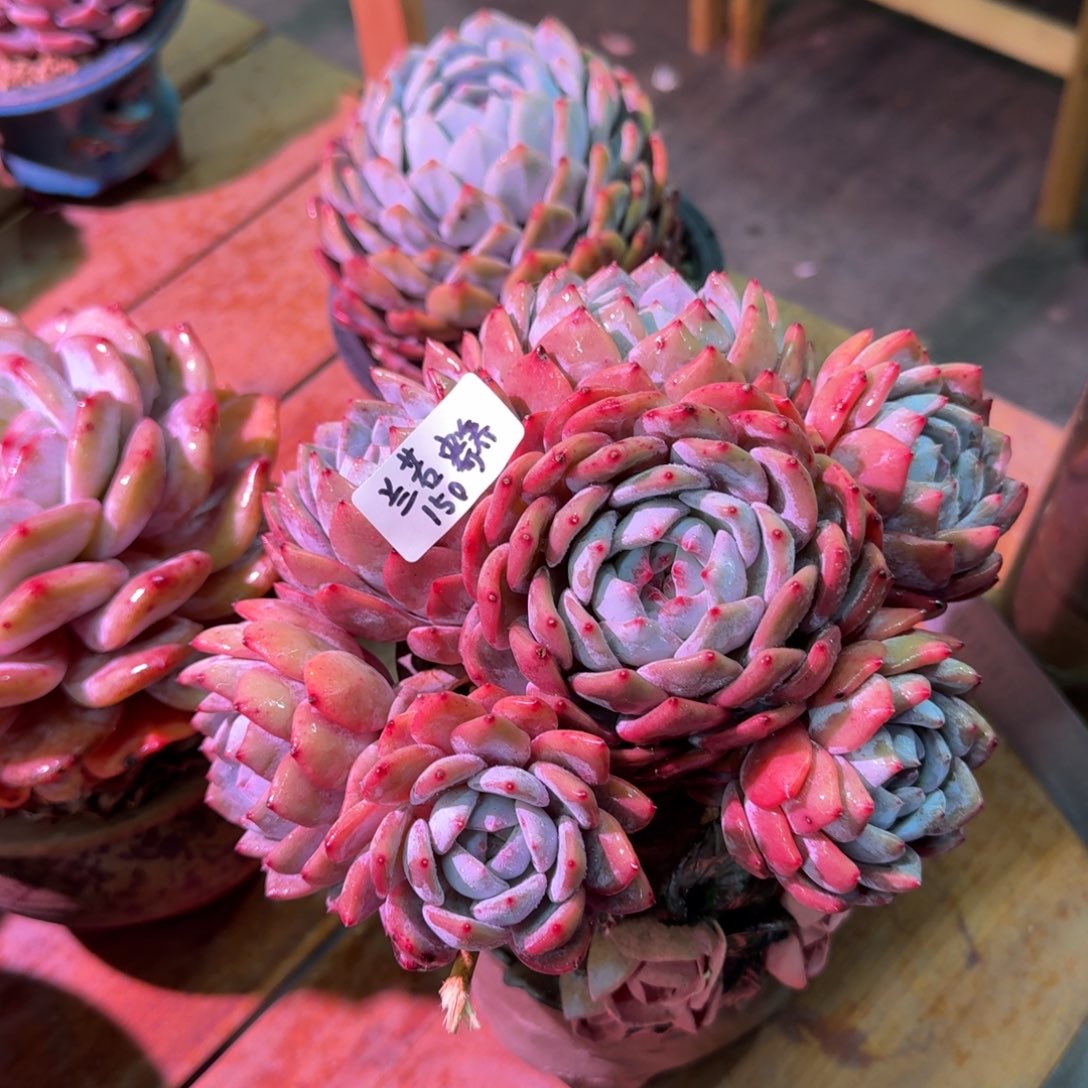 兰若橙梦露寄养不发货