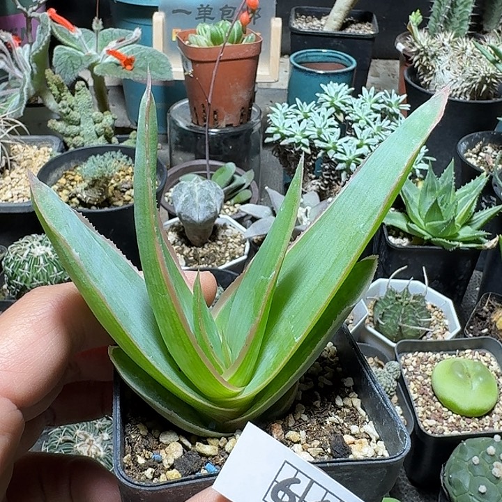 645银芳锦芦荟脱土