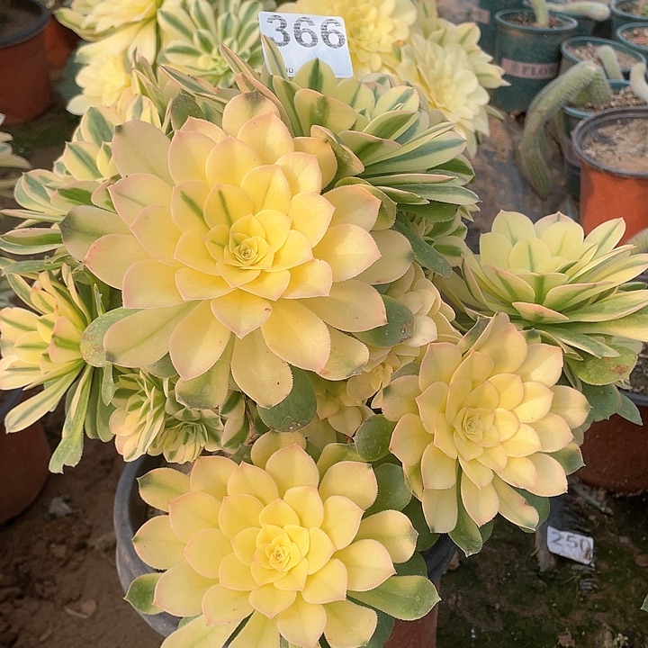 多肉法师多肉法师366