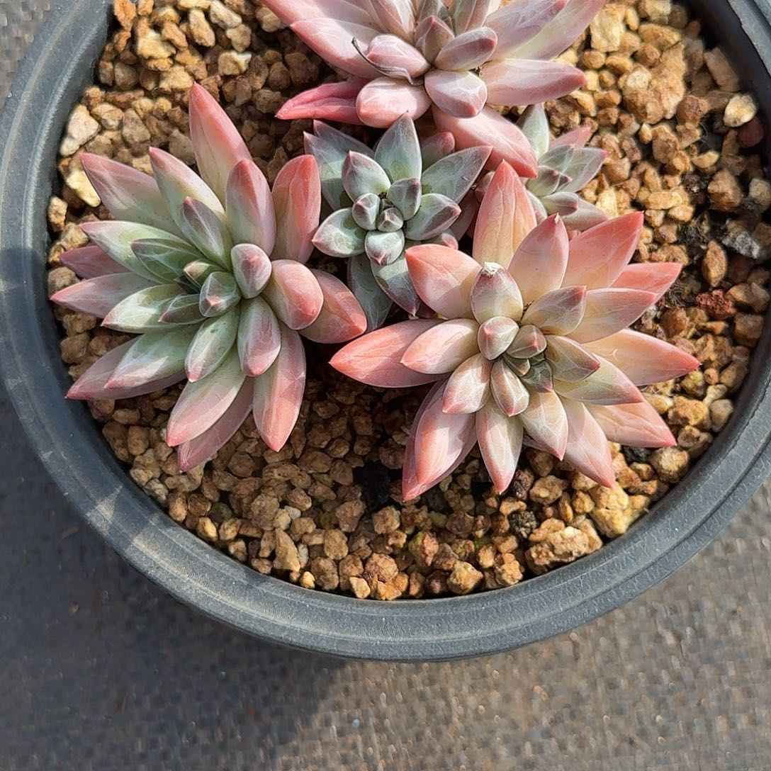 天***炸彩翼美人多肉植物