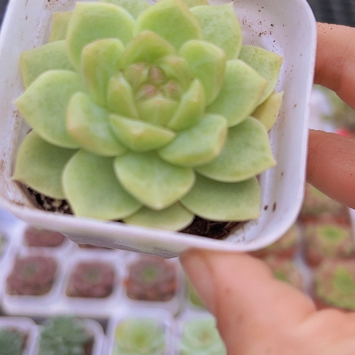 白桃多肉19包邮植物