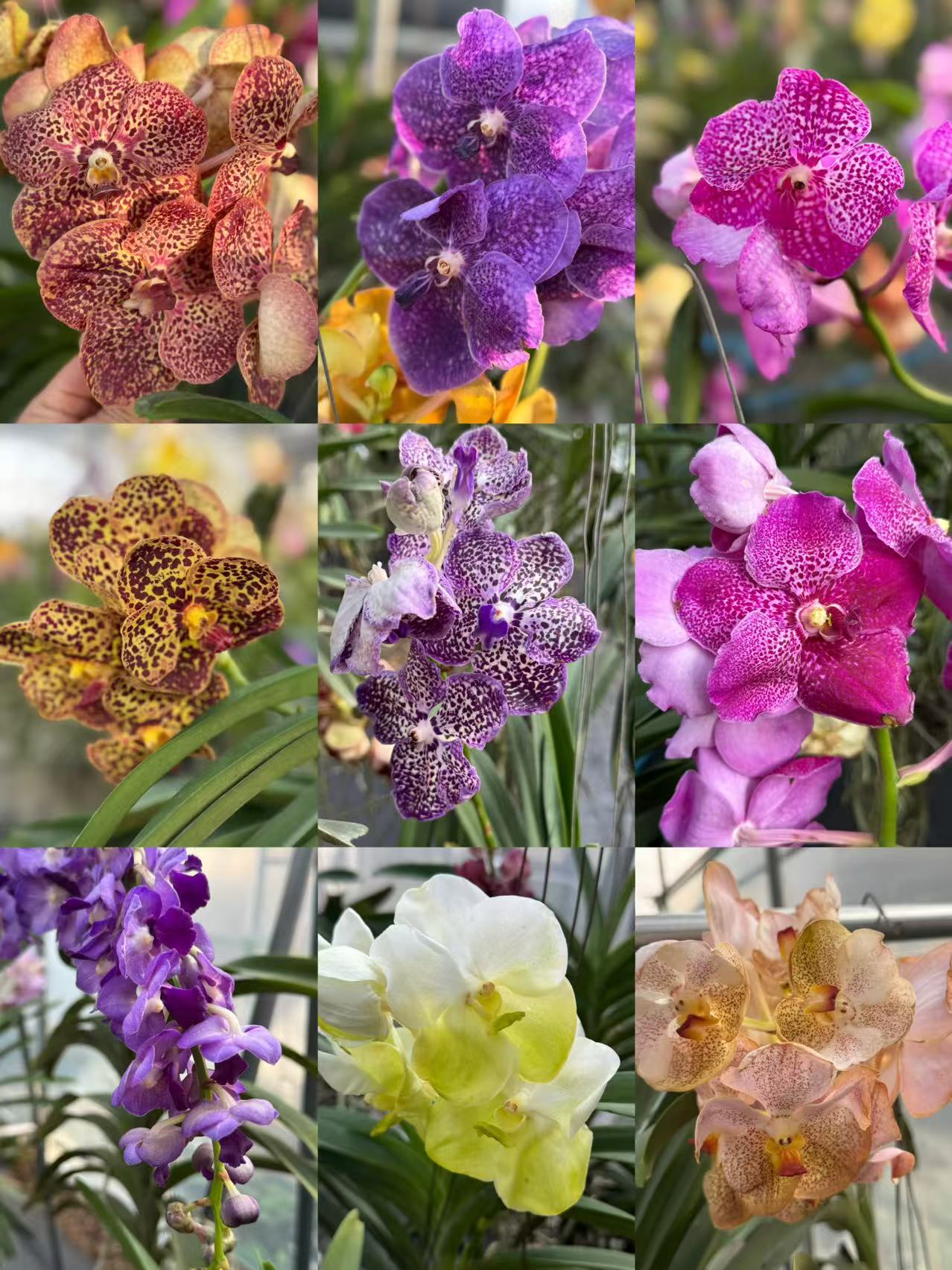 泰国万代兰一物一拍链接【保苗不保花】大花耐热云南鲜花绿植秋石斛