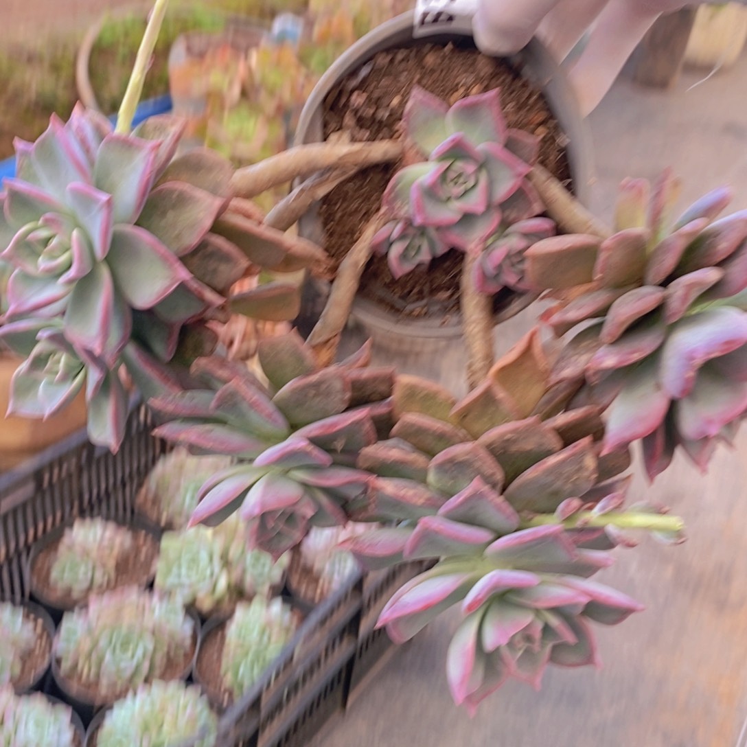 321宾月老桩一物一拍