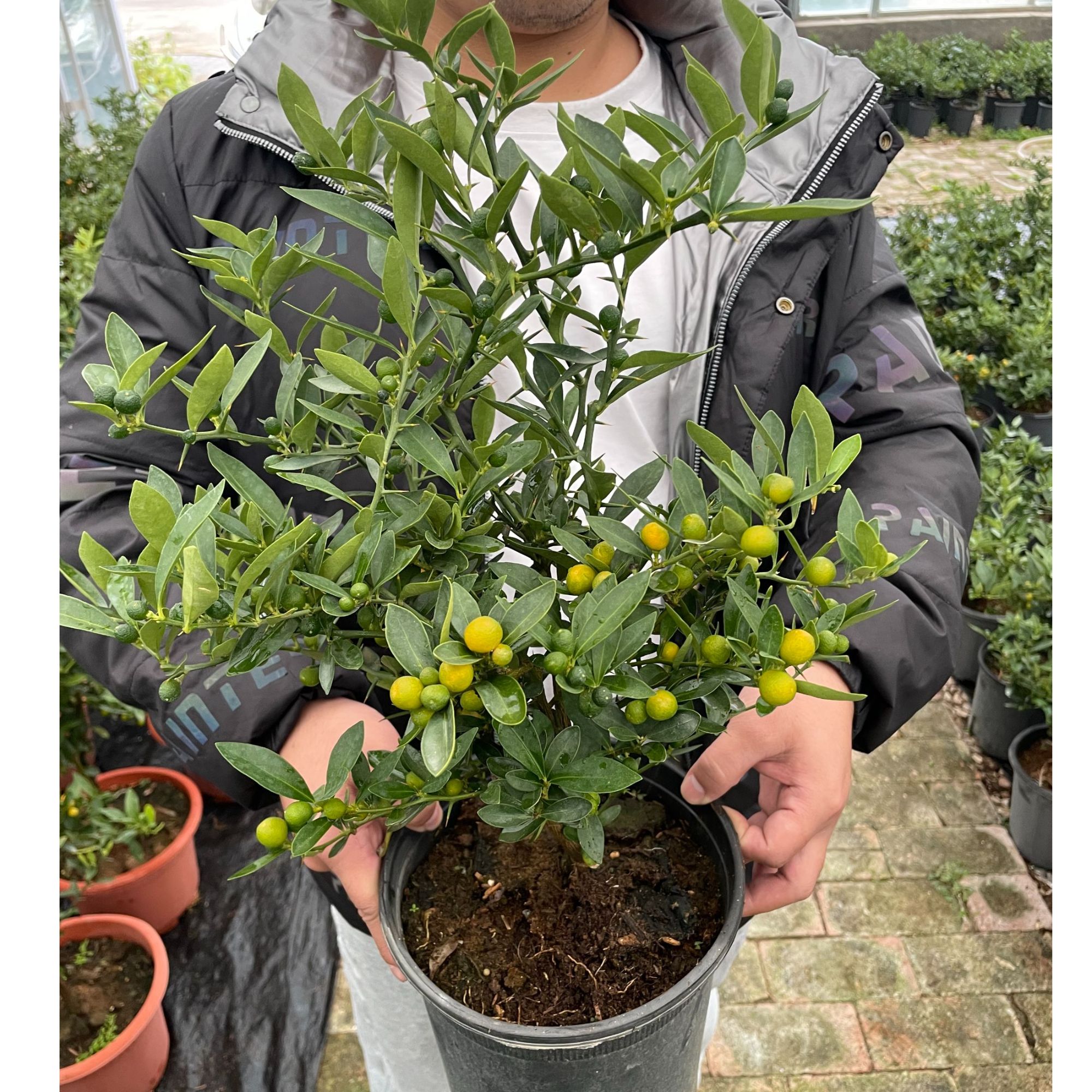 轻奢品质（福豆）观果植物室内外观赏盆栽花卉好养易活