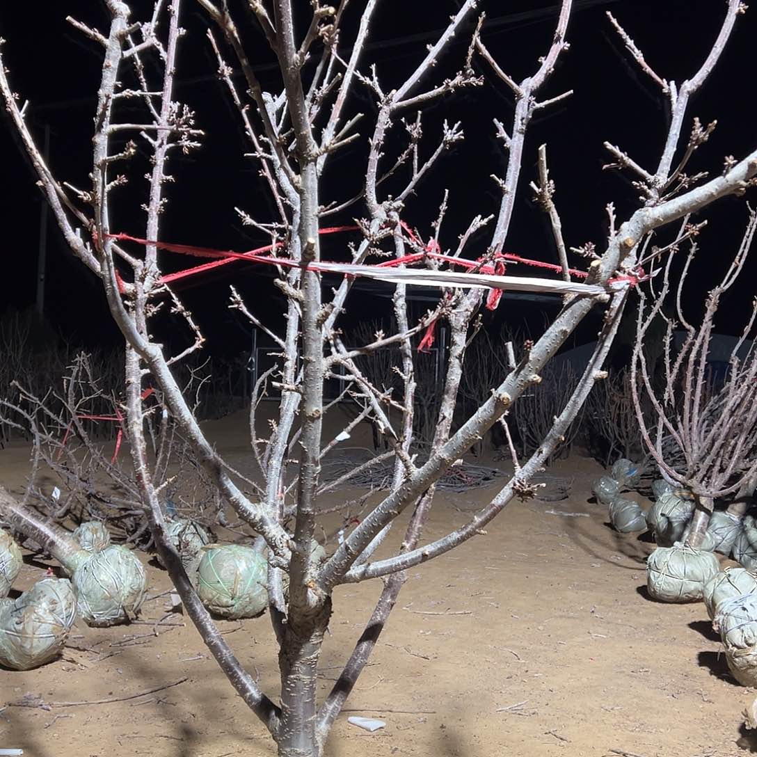 *****完全开放车厘子树专拍链接