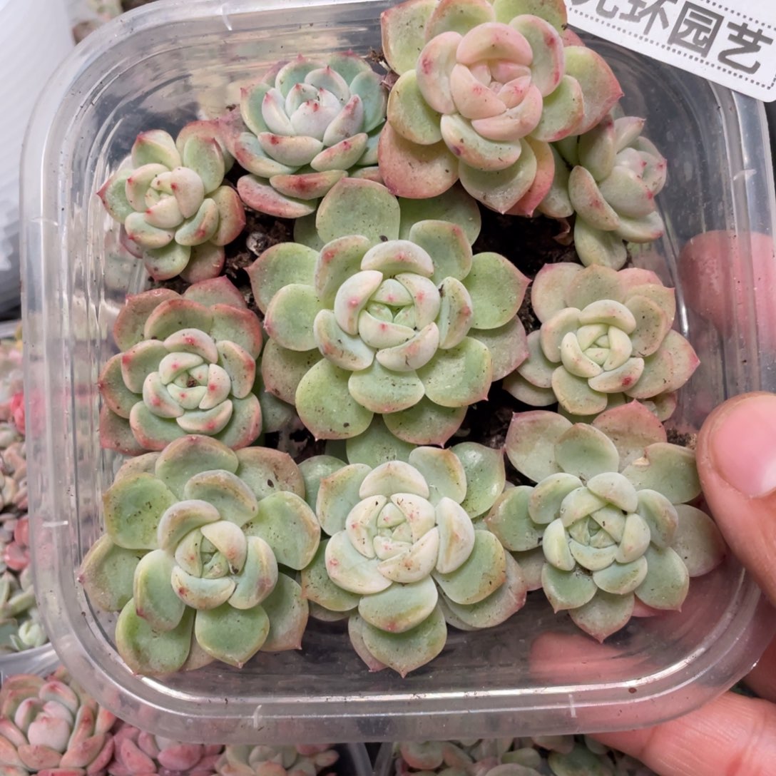 36号胖宝特价一盒包邮