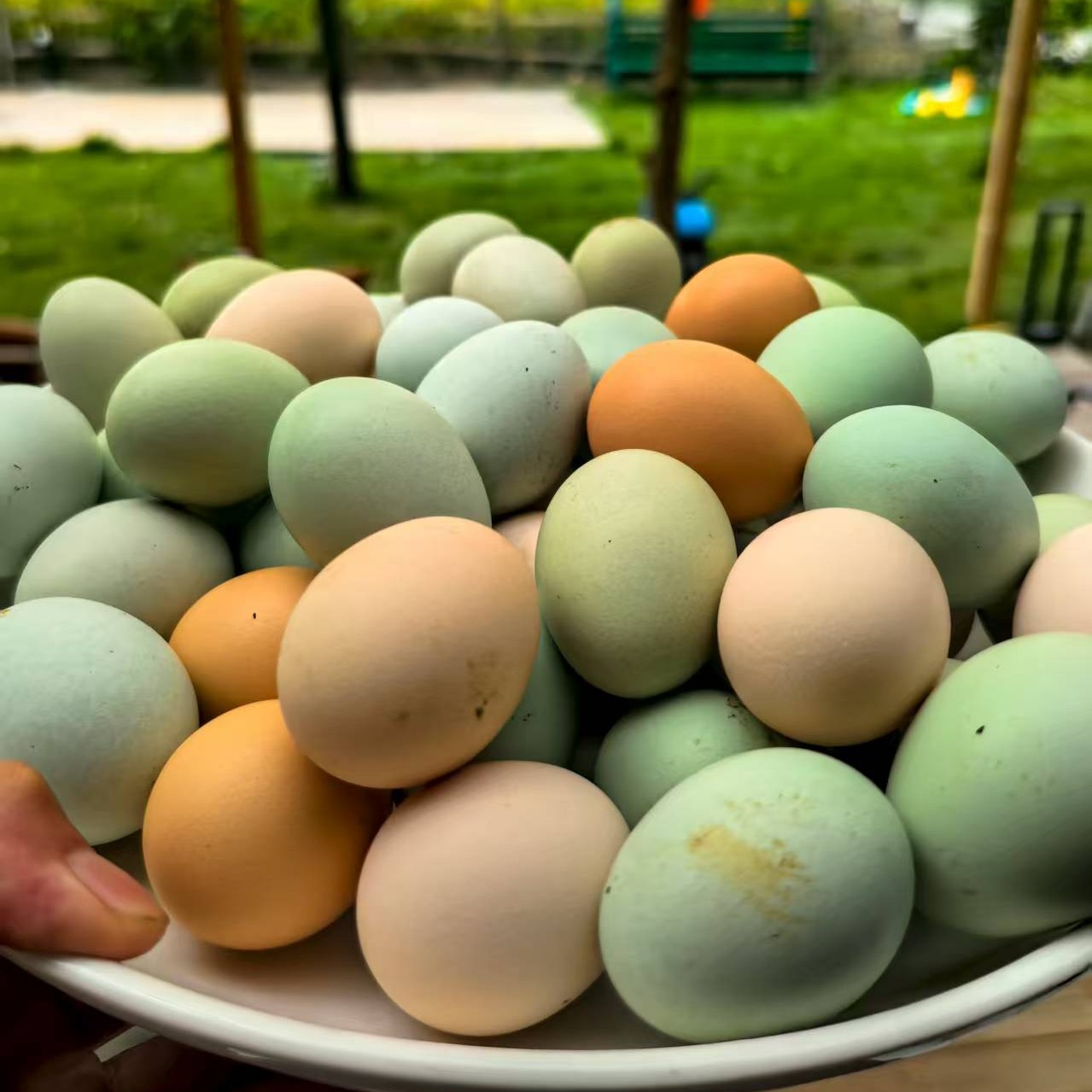 鹊山鸡蛋瓦灰鸡蛋苏禽绿壳蛋芦花鸡蛋小鸡