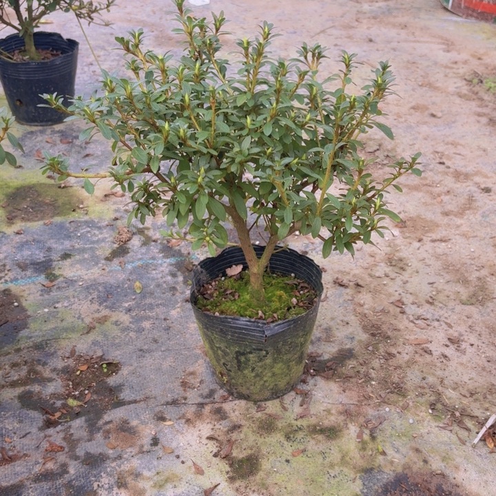 完全开放莹杜鹃花