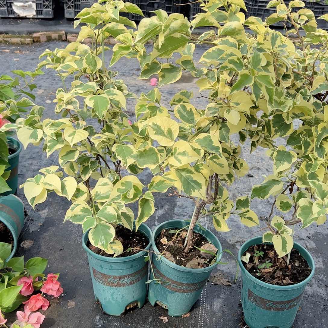 金边叶带竹一颗三角梅