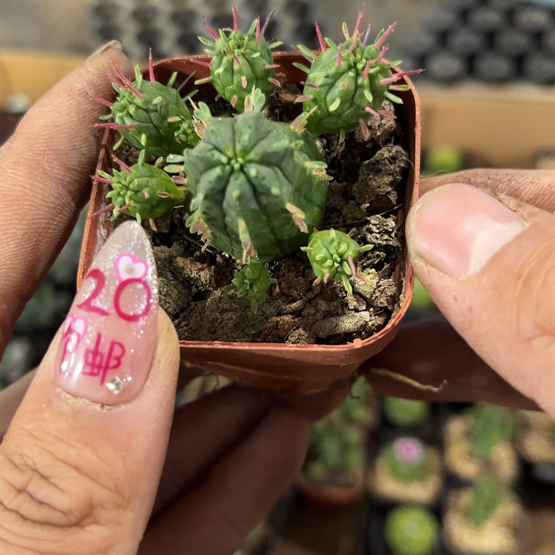 火麒麟有根发货有根发货