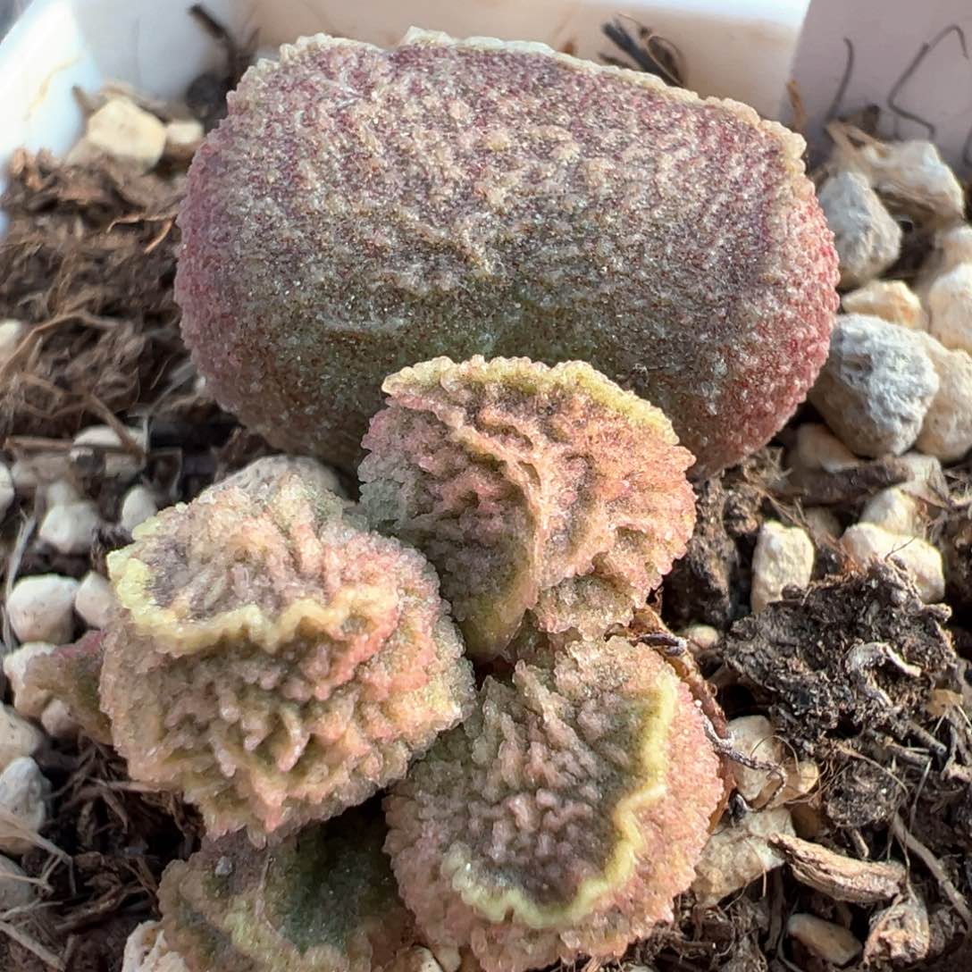 实生大苗满纹多肉植物