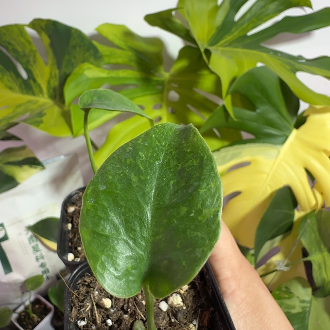 大***东完全开放龟背竹种子苗