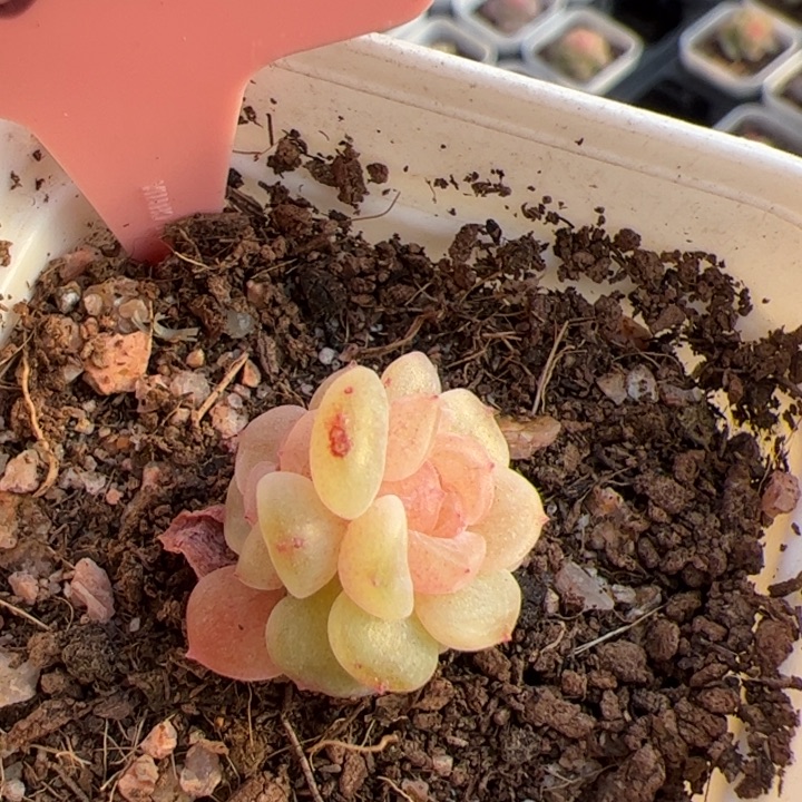 601 一物一拍精品糖心，尺寸不大介意勿拍