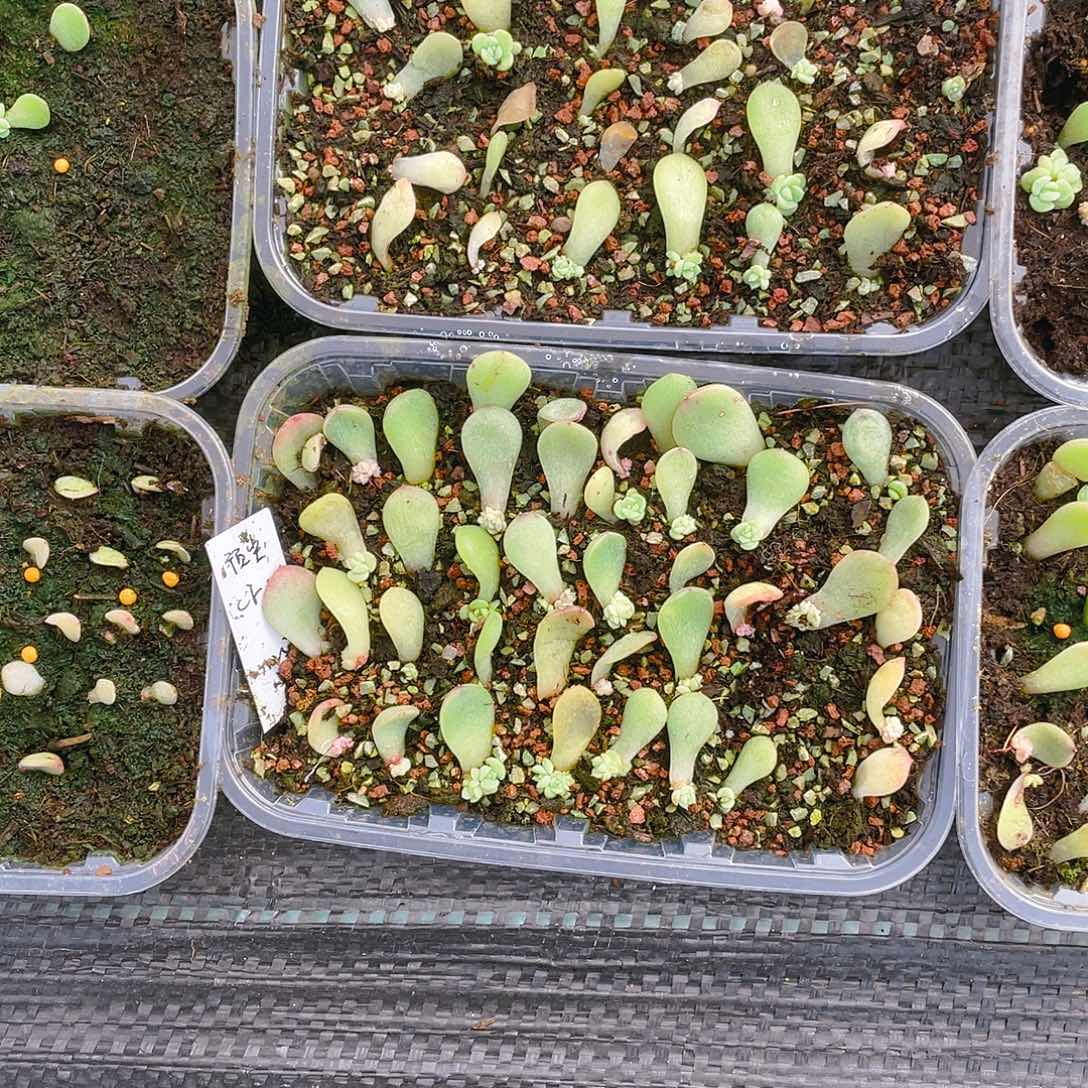 预尘财富芝麻苗一个满25包邮