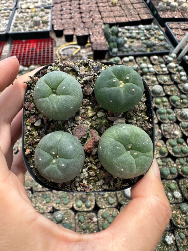 无刺海鲜实生仙人球可爱不扎手萝卜根多肉植物4个一组