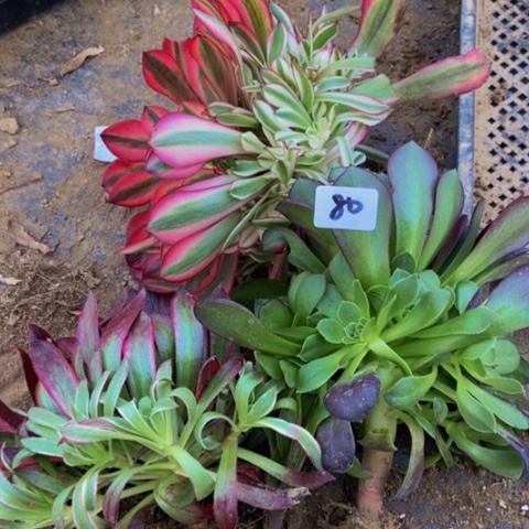 三科多肉新桩多肉不包断80多肉