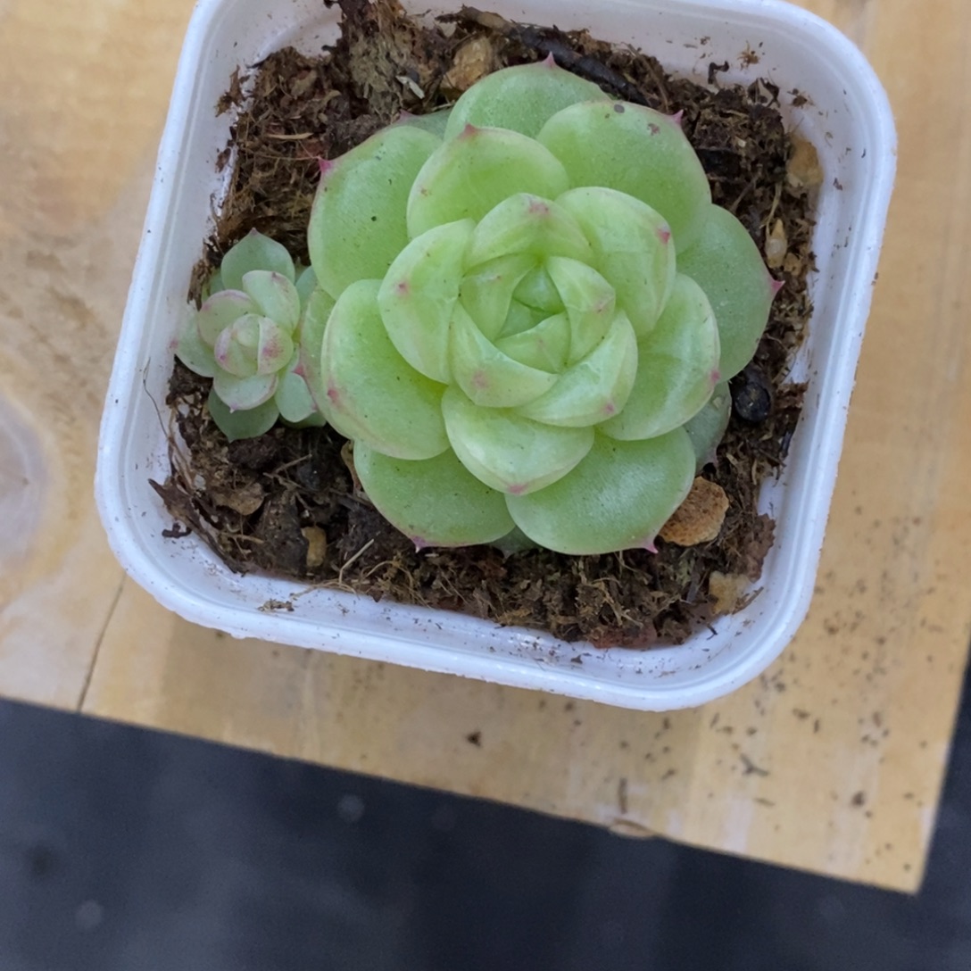 精品多肉一物一一拍不包整191