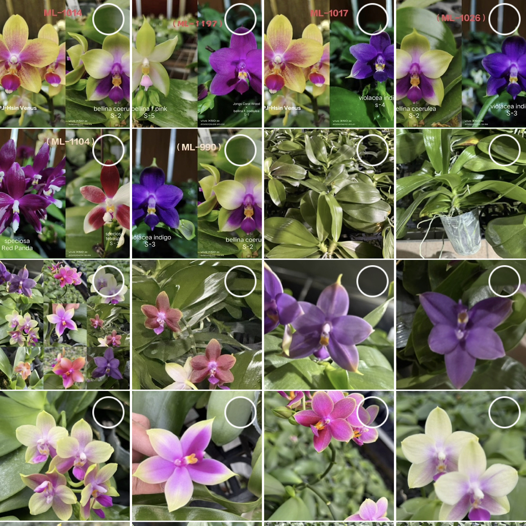 原生趣味蝶3.0爆根蝴蝶兰花苗