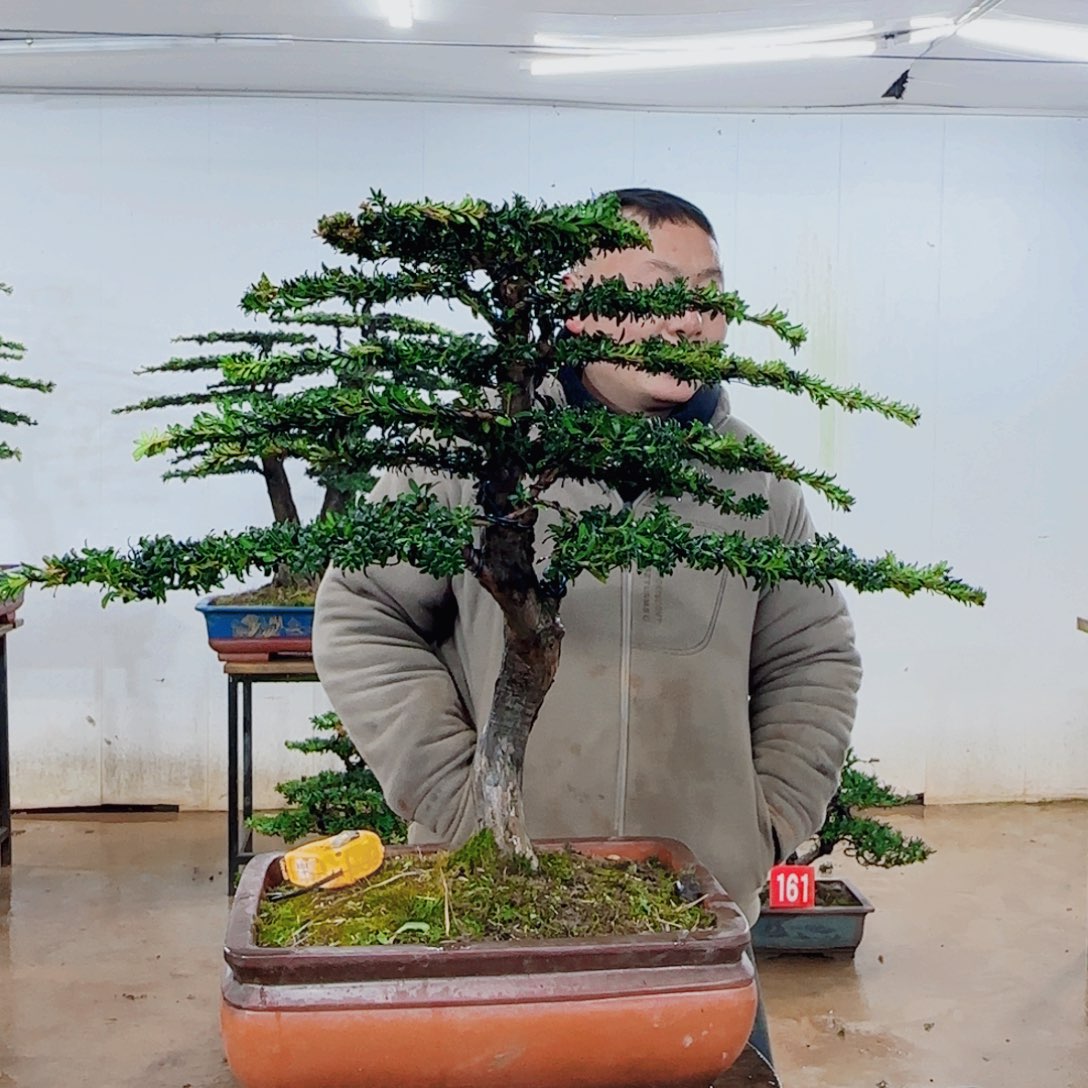 无花朵盆景园林……