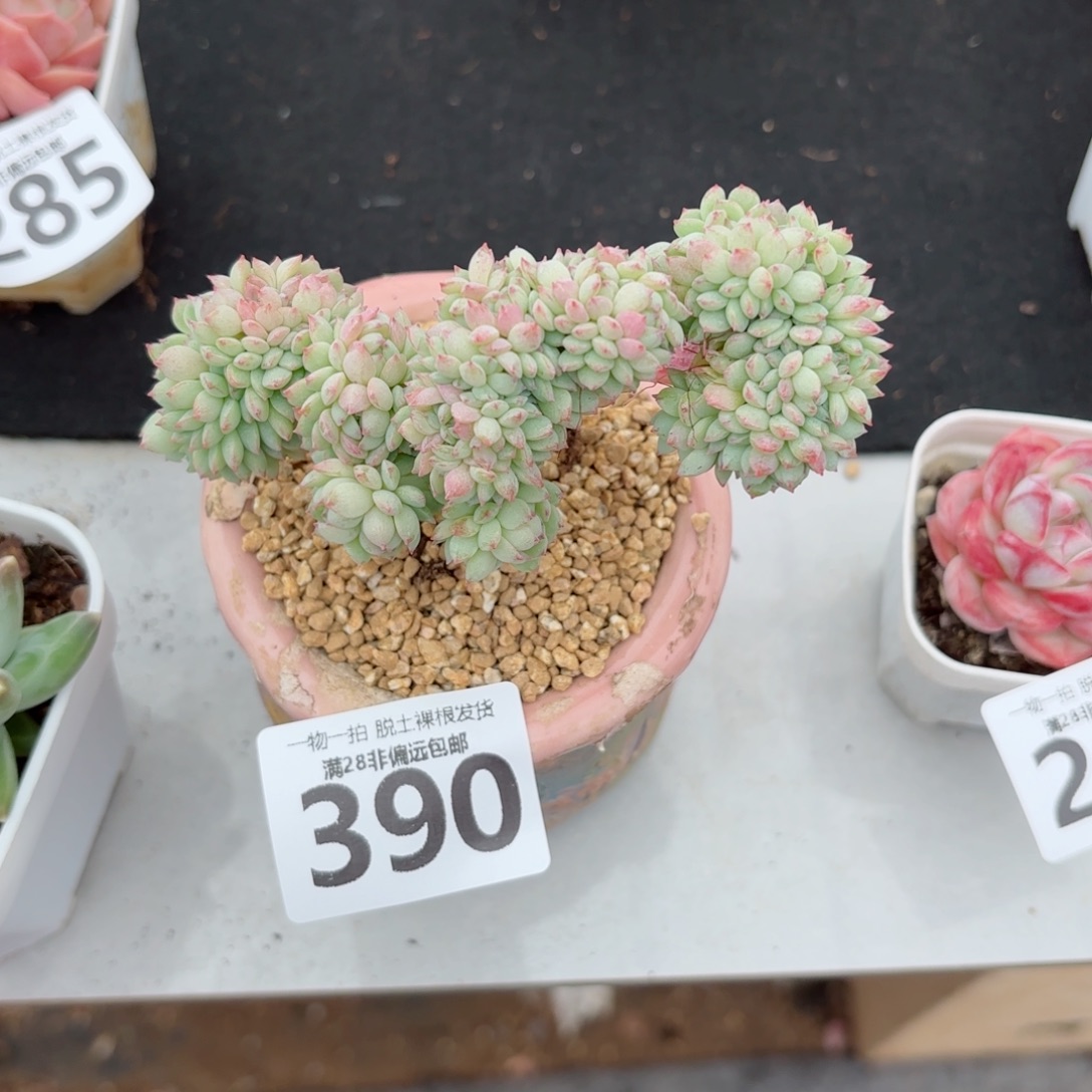 小粉梅缀无盆土发货