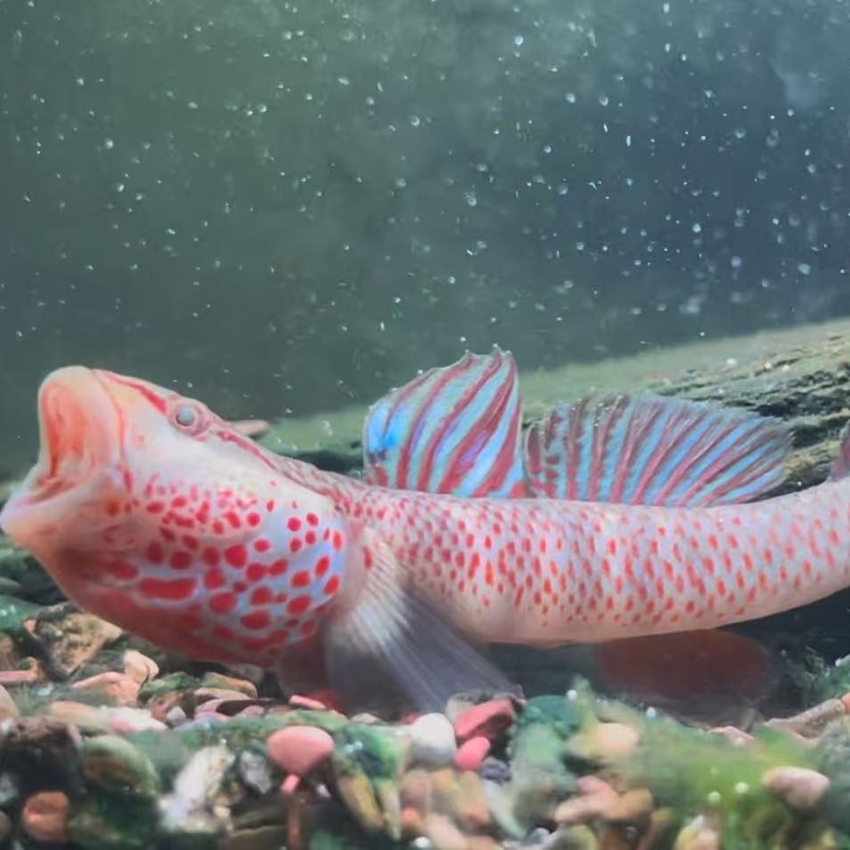 江西红神龙虾虎大斑神农原生冷水鱼免温原生观赏底栖