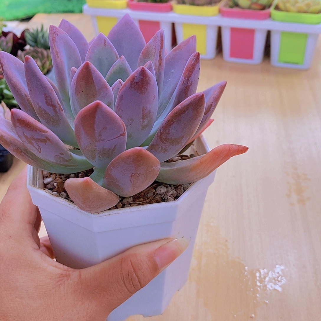 无花朵多肉植物奥普琳娜120