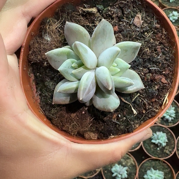 邀月 叶插 一物一拍