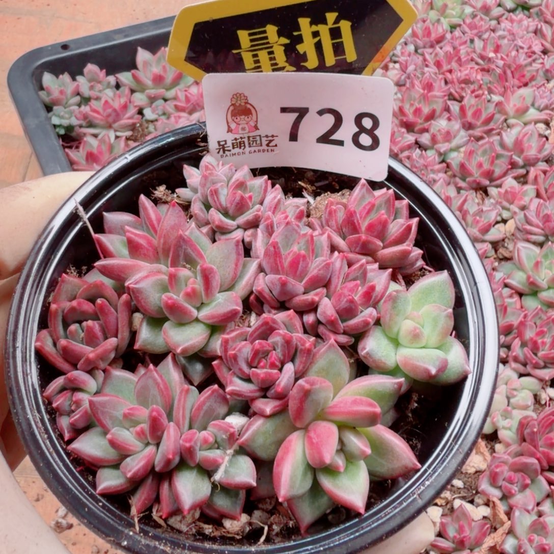 多肉植物多肉植物