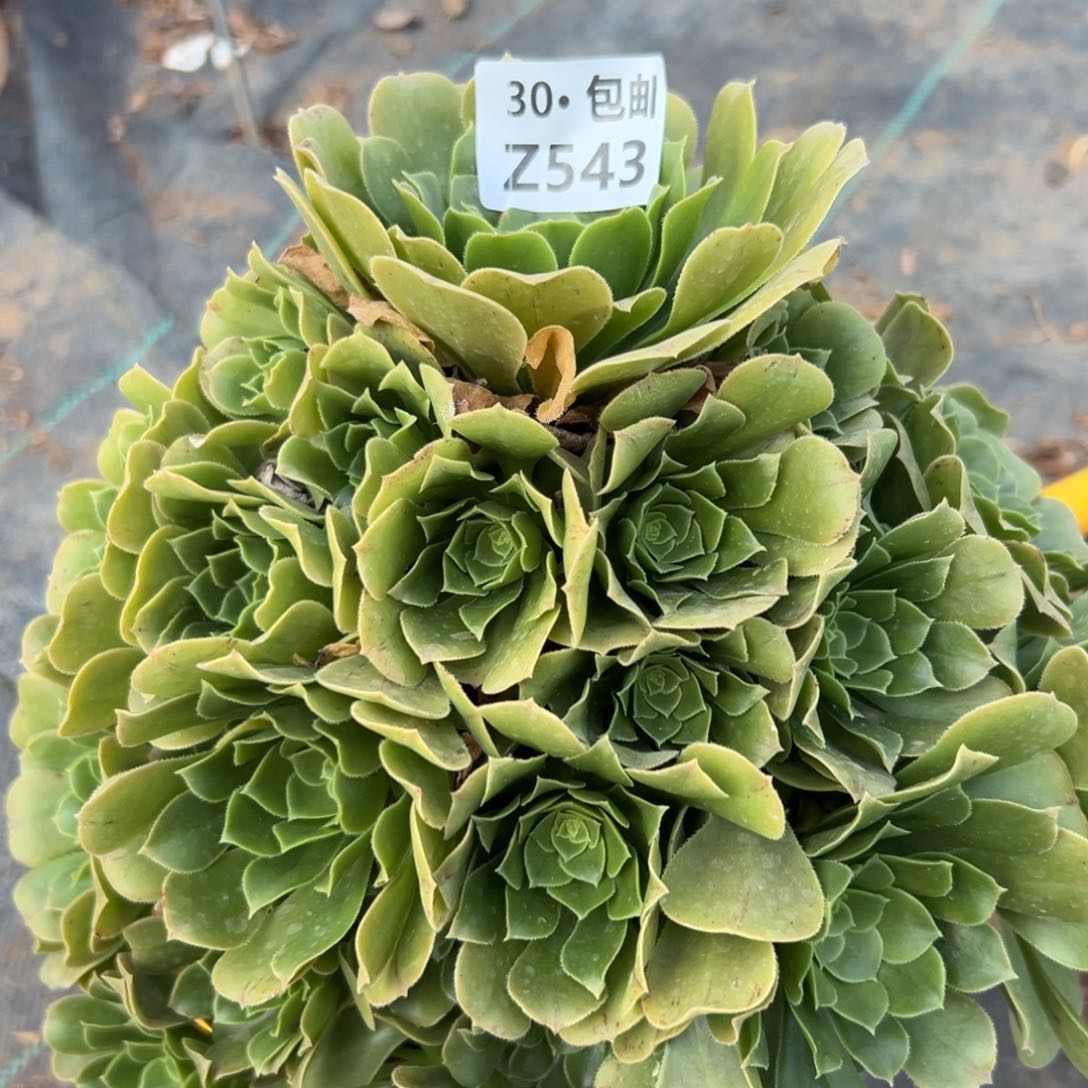 543 绿杨蓉，多肉法师