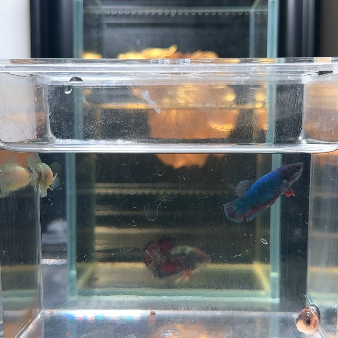 斗鱼活体观赏鱼好养耐活