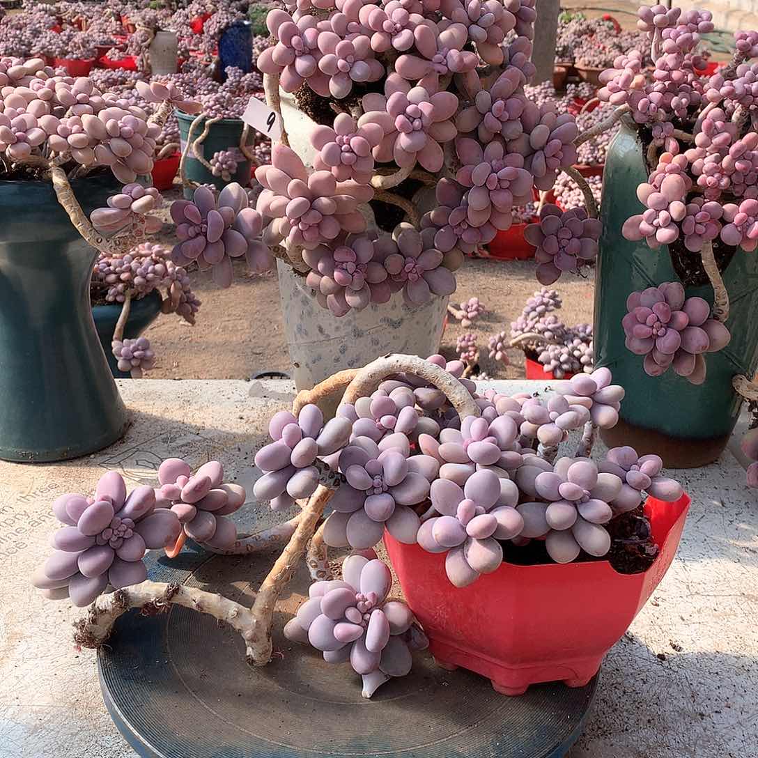 17一物一拍桃蛋老桩